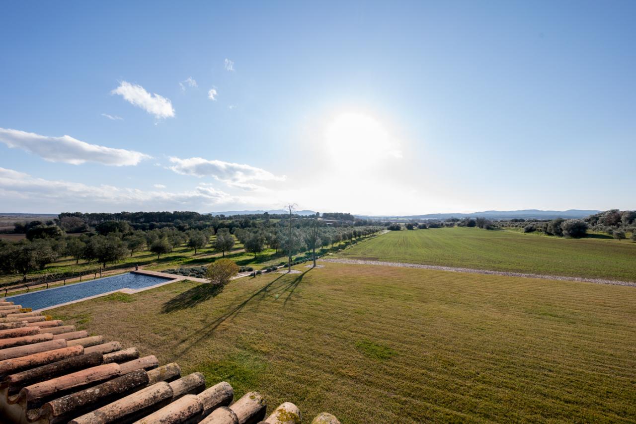 Olive Grove