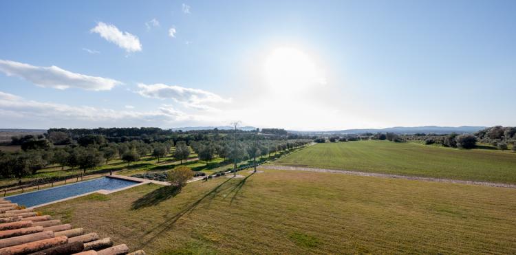 Olive Grove
